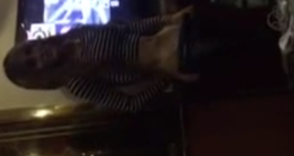 TS伪娘合集补充111G,收藏58个单独解压